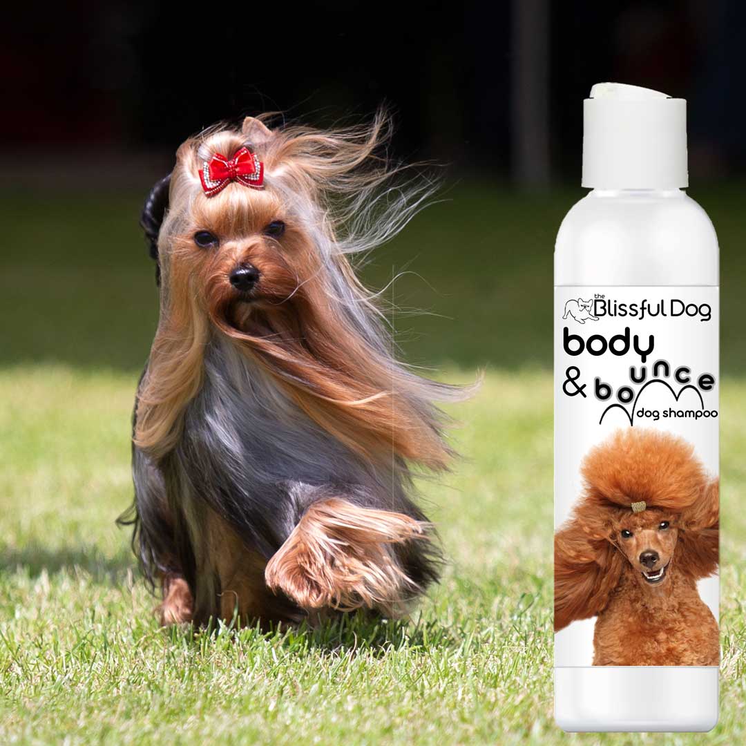 yorkie shampoo